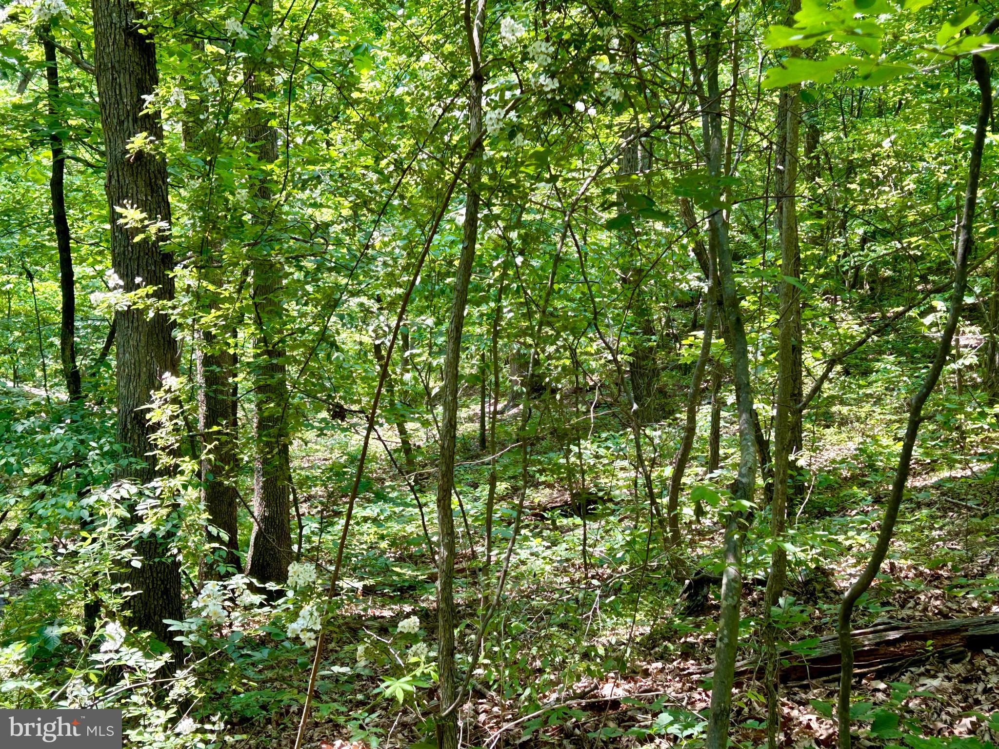 GLENWOOD FOREST - Land