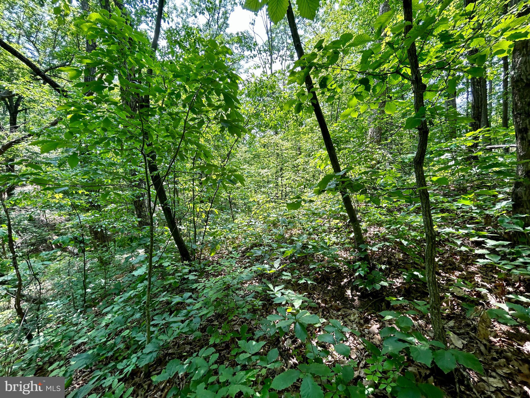 GLENWOOD FOREST - Land