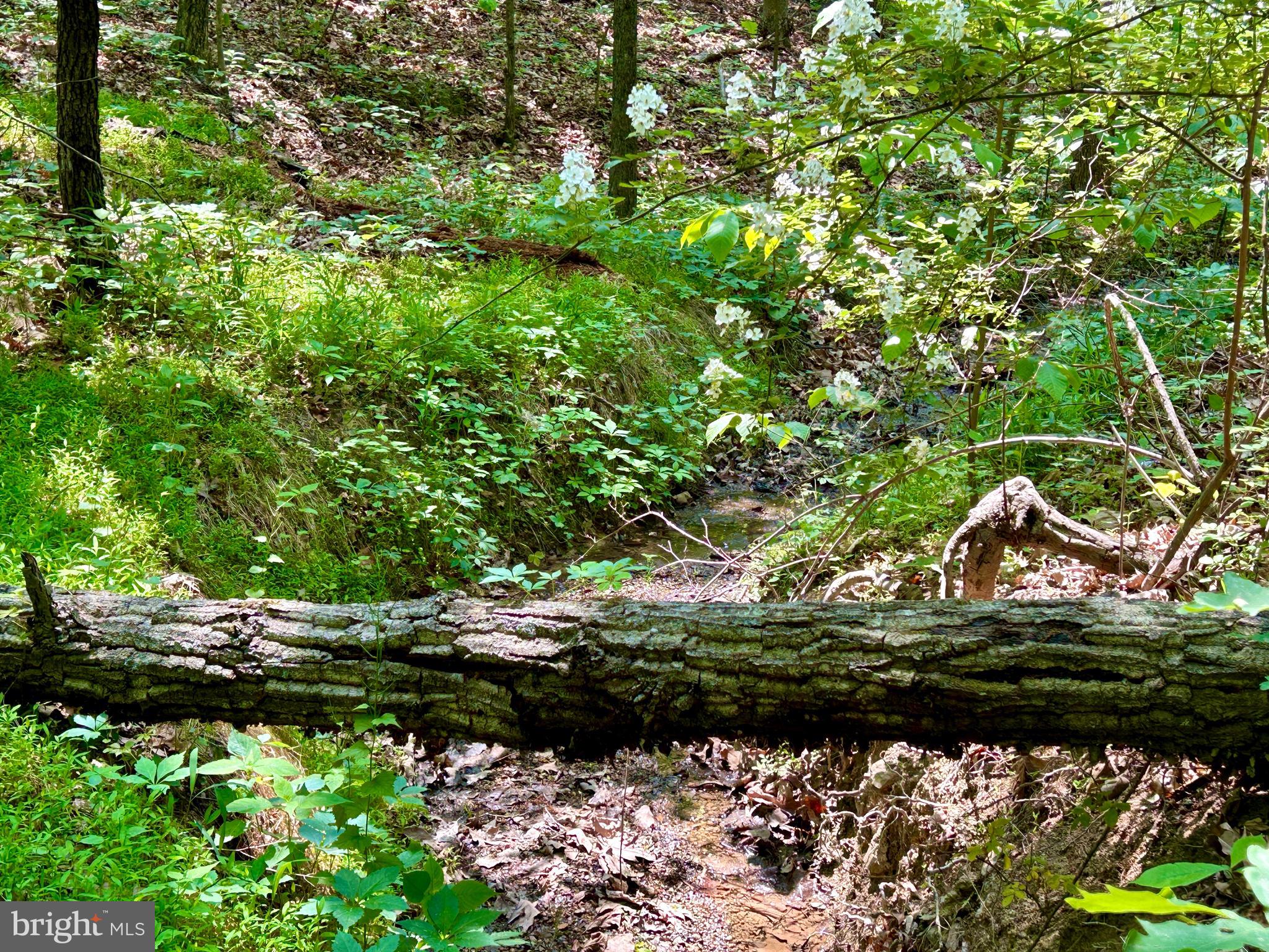 GLENWOOD FOREST - Land