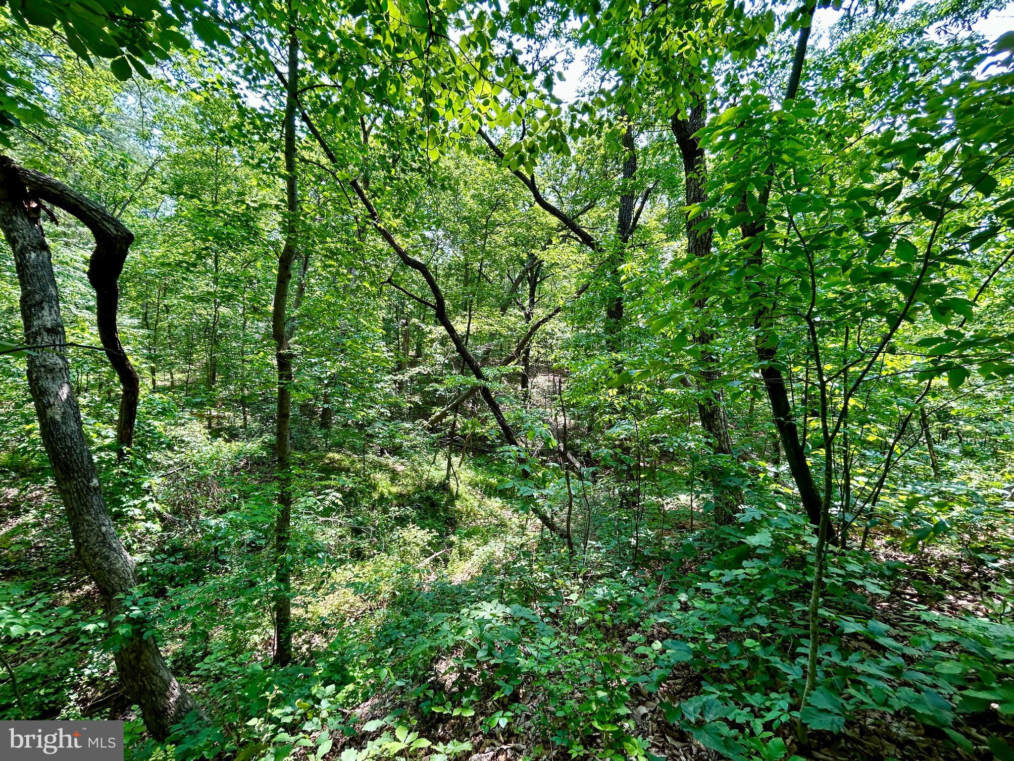 GLENWOOD FOREST - Land