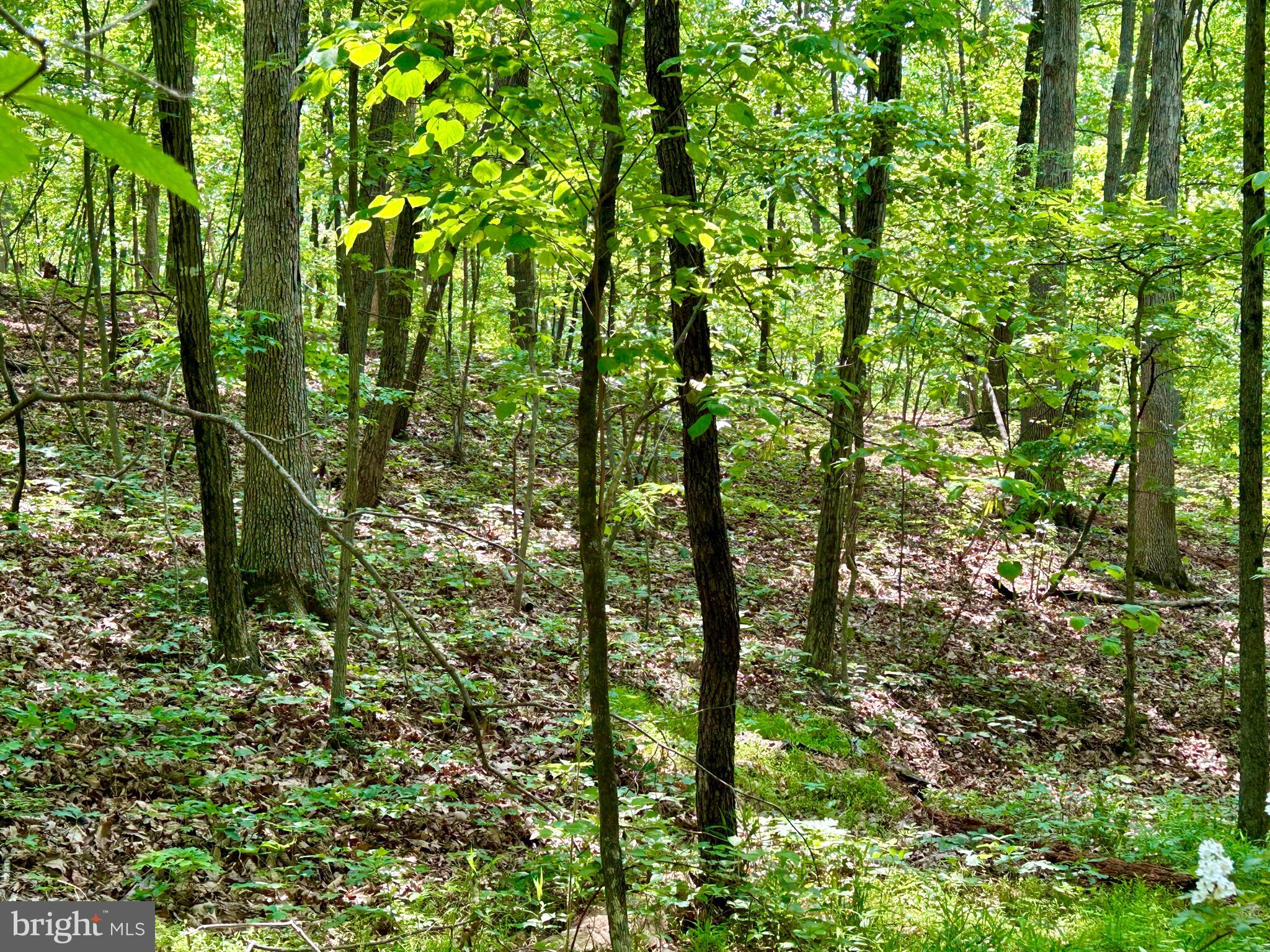 GLENWOOD FOREST - Land