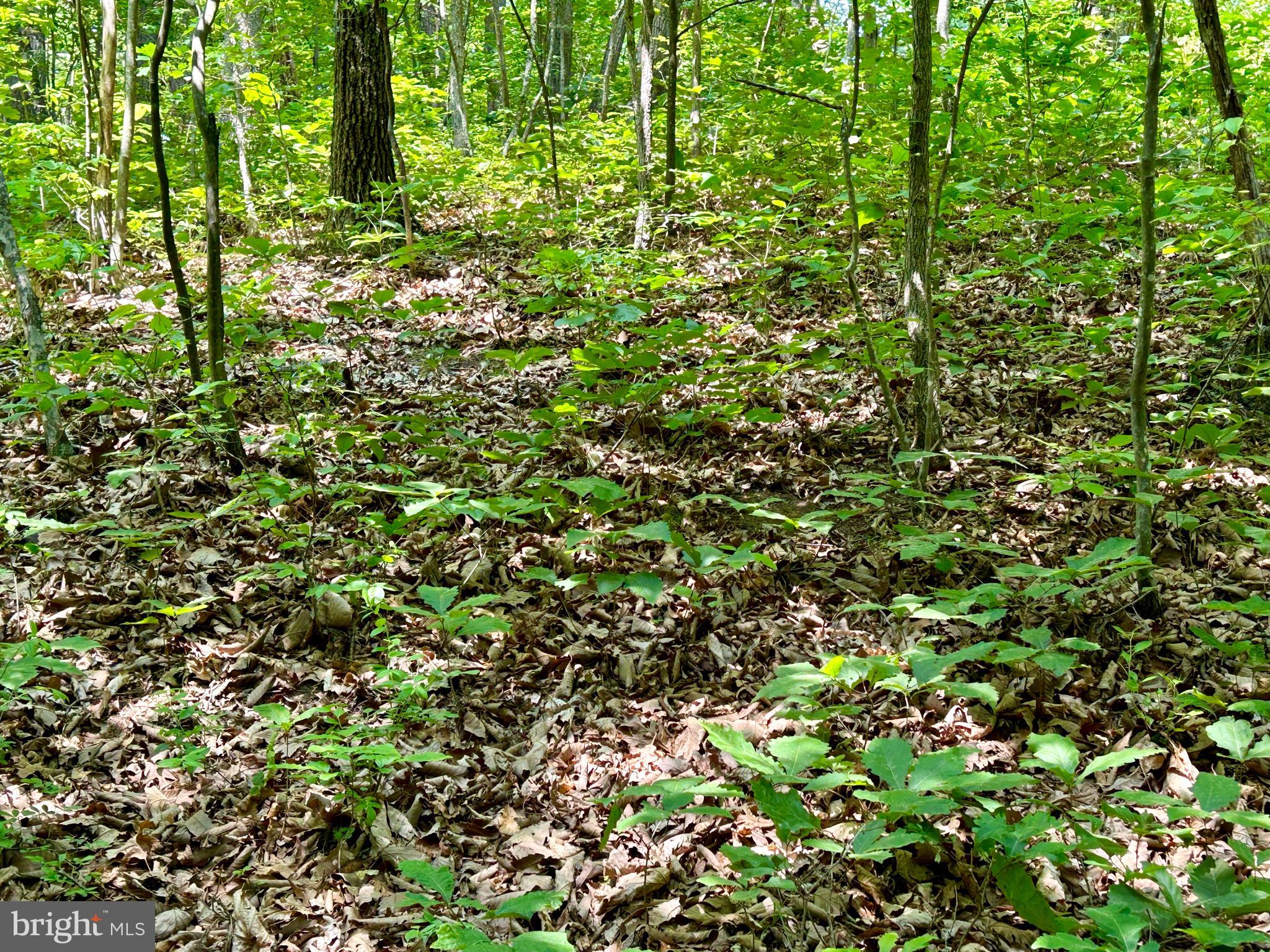 GLENWOOD FOREST - Land