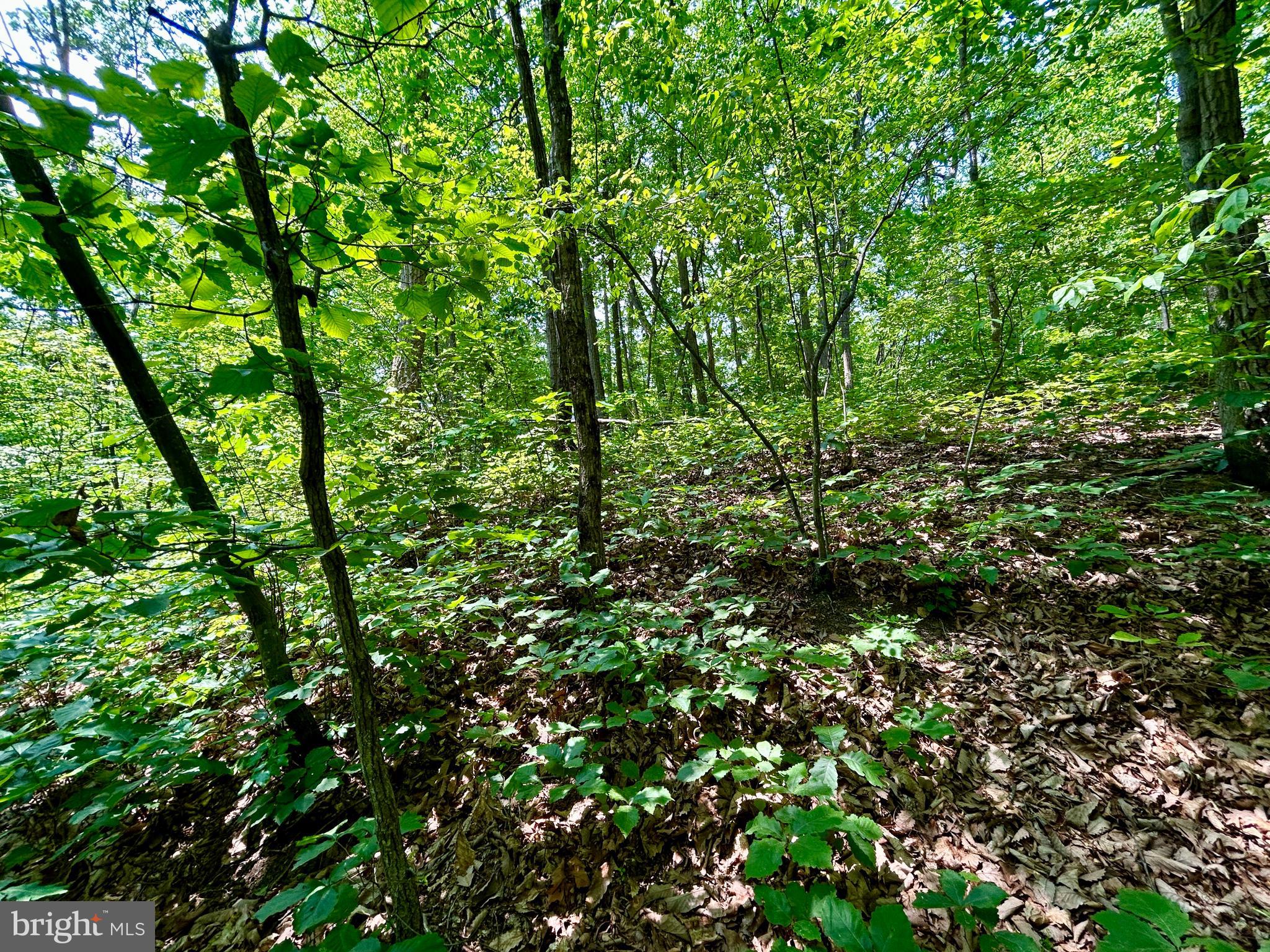 GLENWOOD FOREST - Land