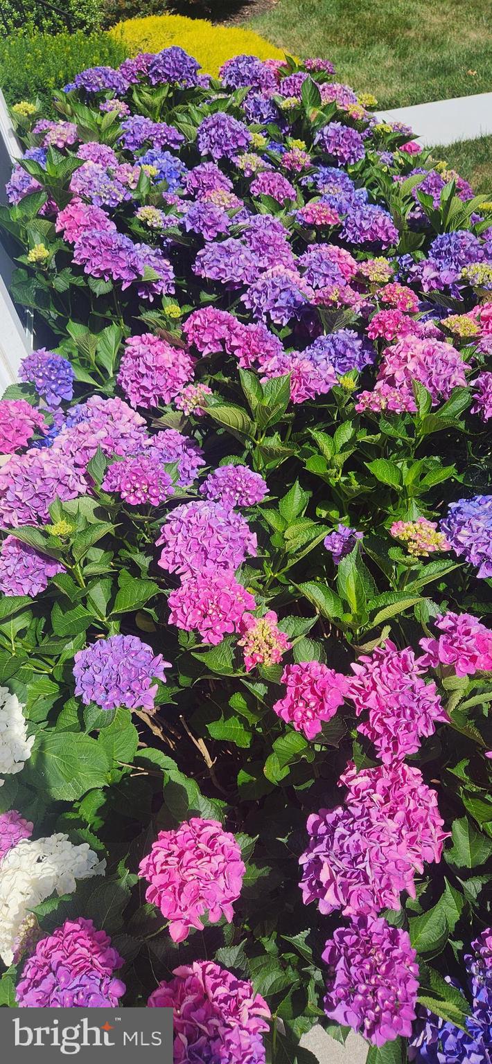 MAYS CHAPEL NORTH - Residential