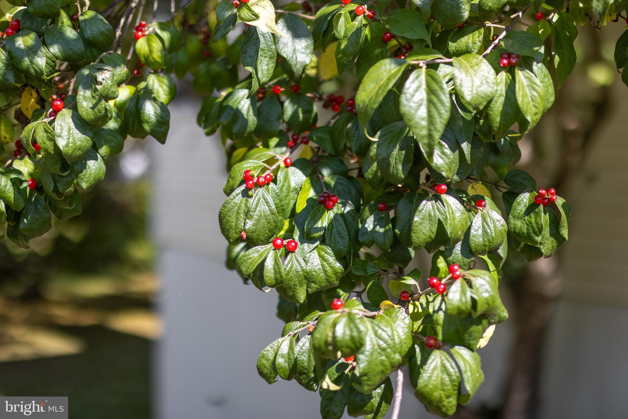 COLLEGE HEIGHTS - Residential
