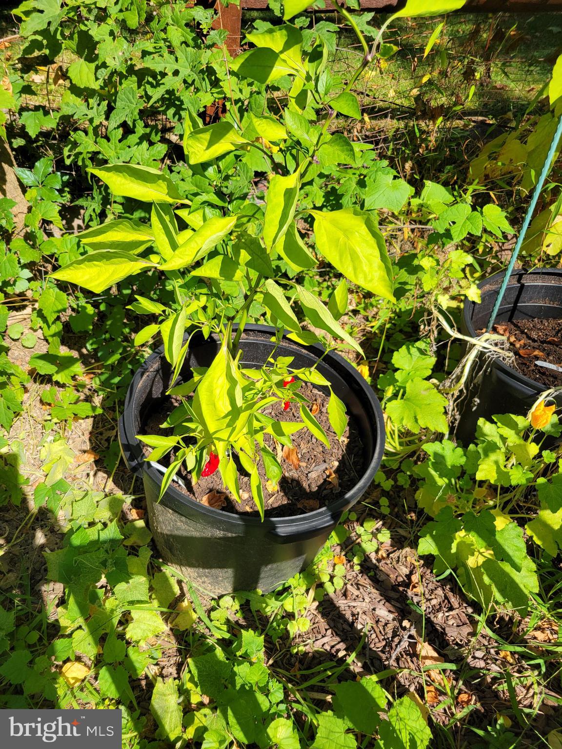 EAST MT AIRY - Residential