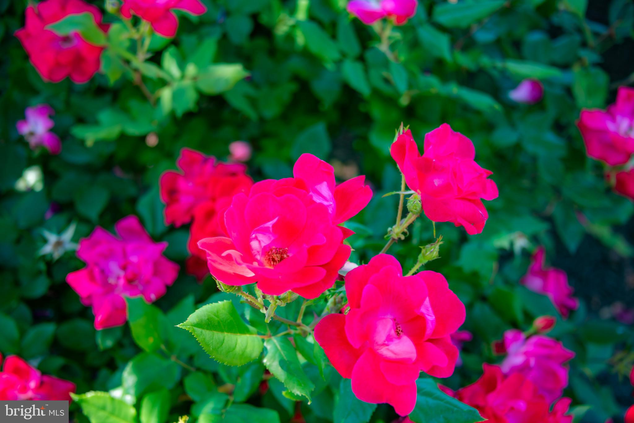 ST CHARLES HAMPSHIRE - Residential