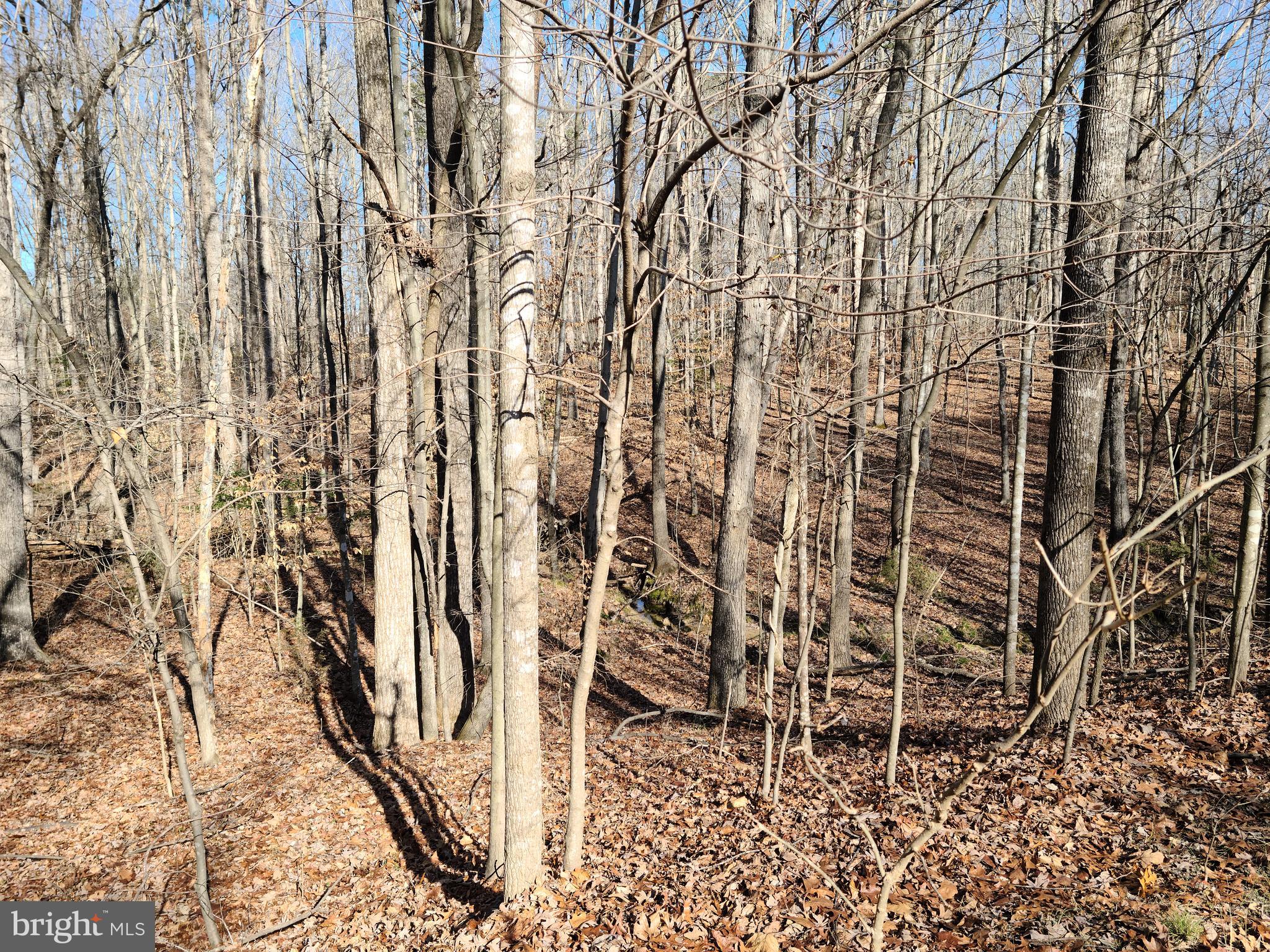 BELLWOOD PLANTATION - Land