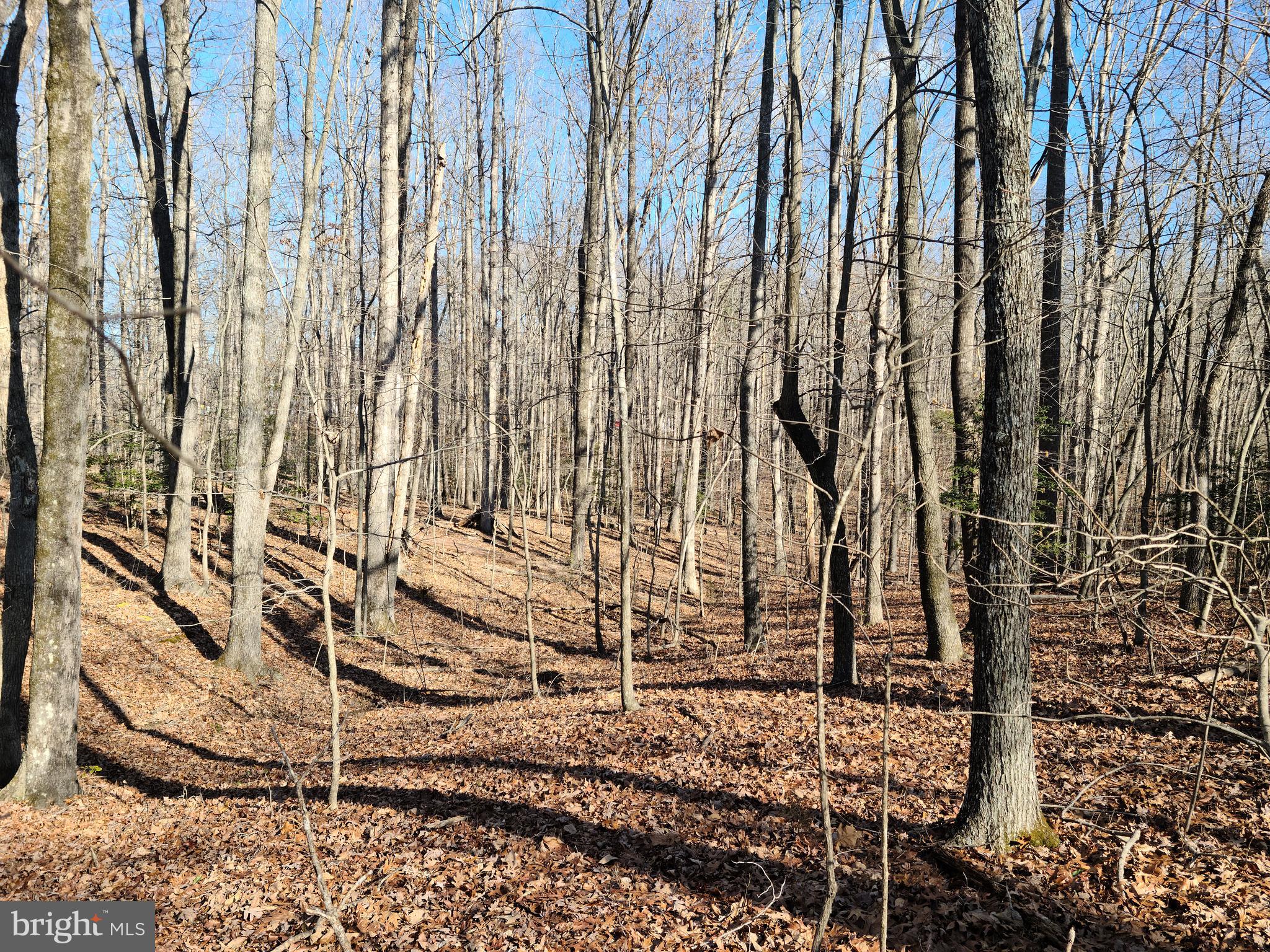 BELLWOOD PLANTATION - Land