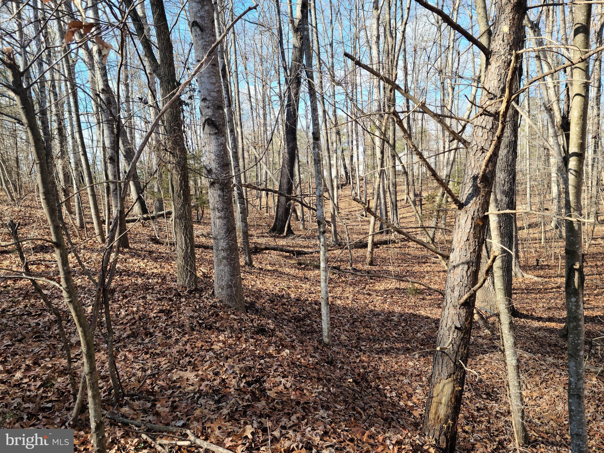 BELLWOOD PLANTATION - Land