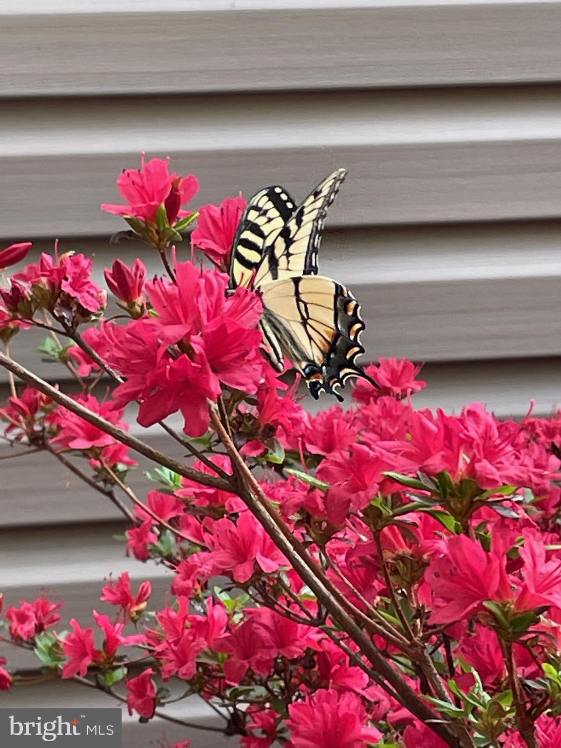 NORTH MOUNTAIN ESTATES - Residential