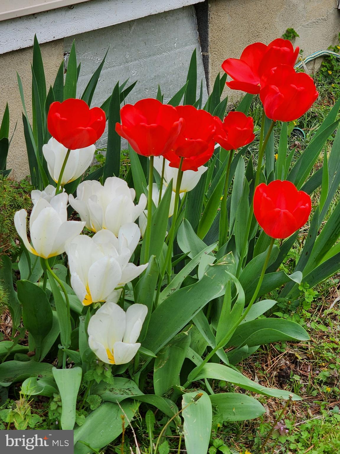 CLASSIC SHORES - Residential