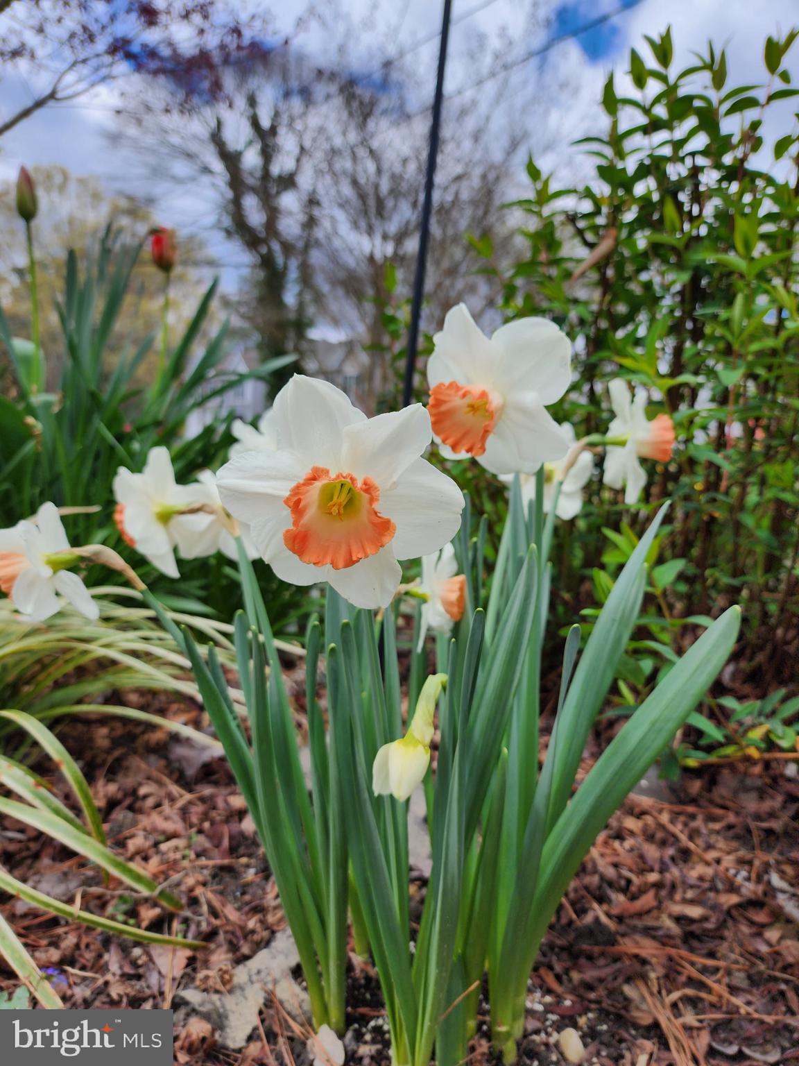 CLASSIC SHORES - Residential