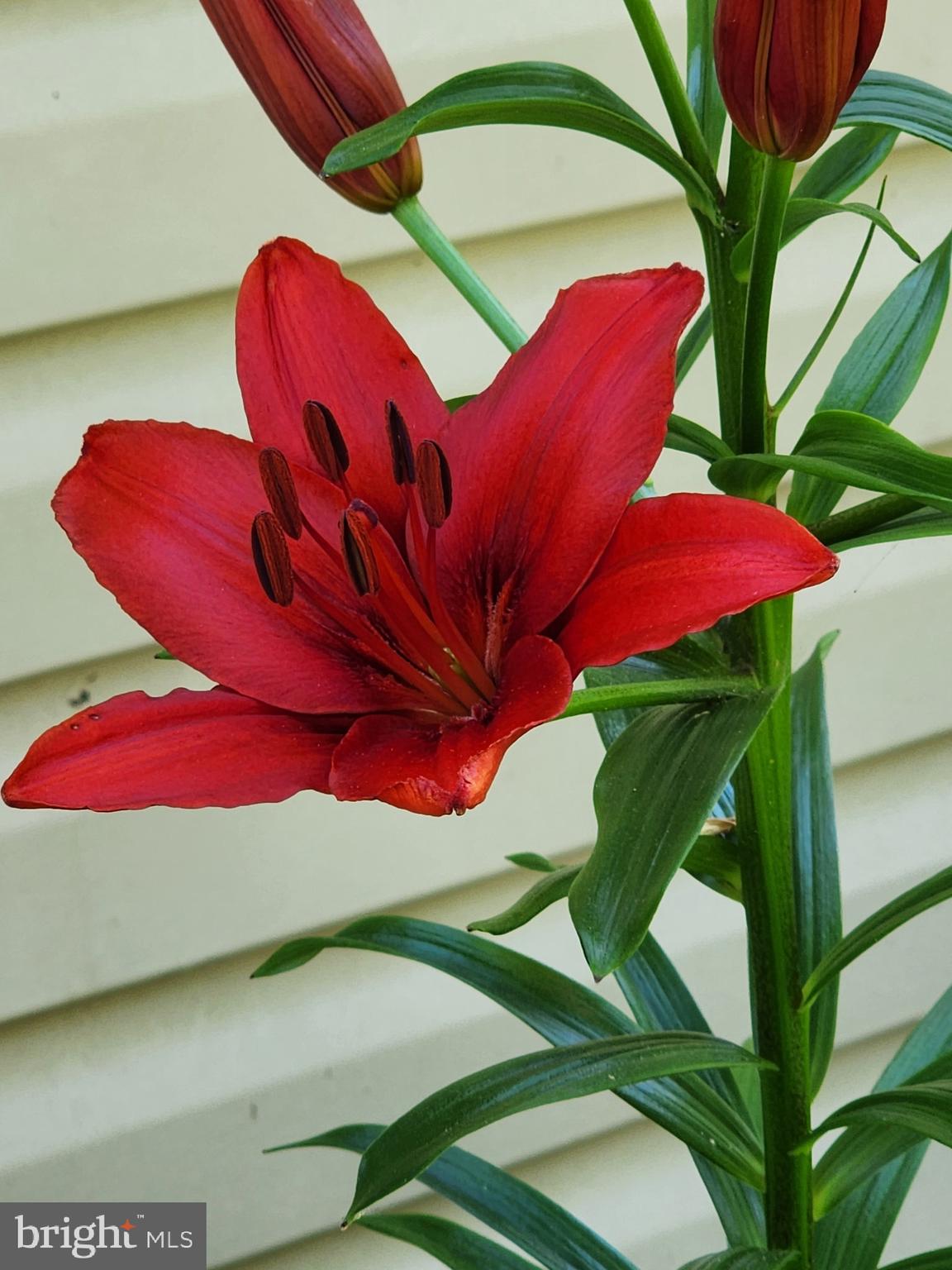 CLASSIC SHORES - Residential