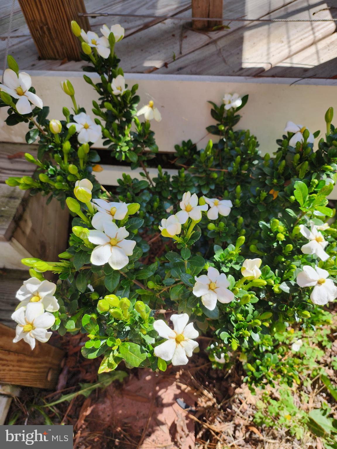 CLASSIC SHORES - Residential