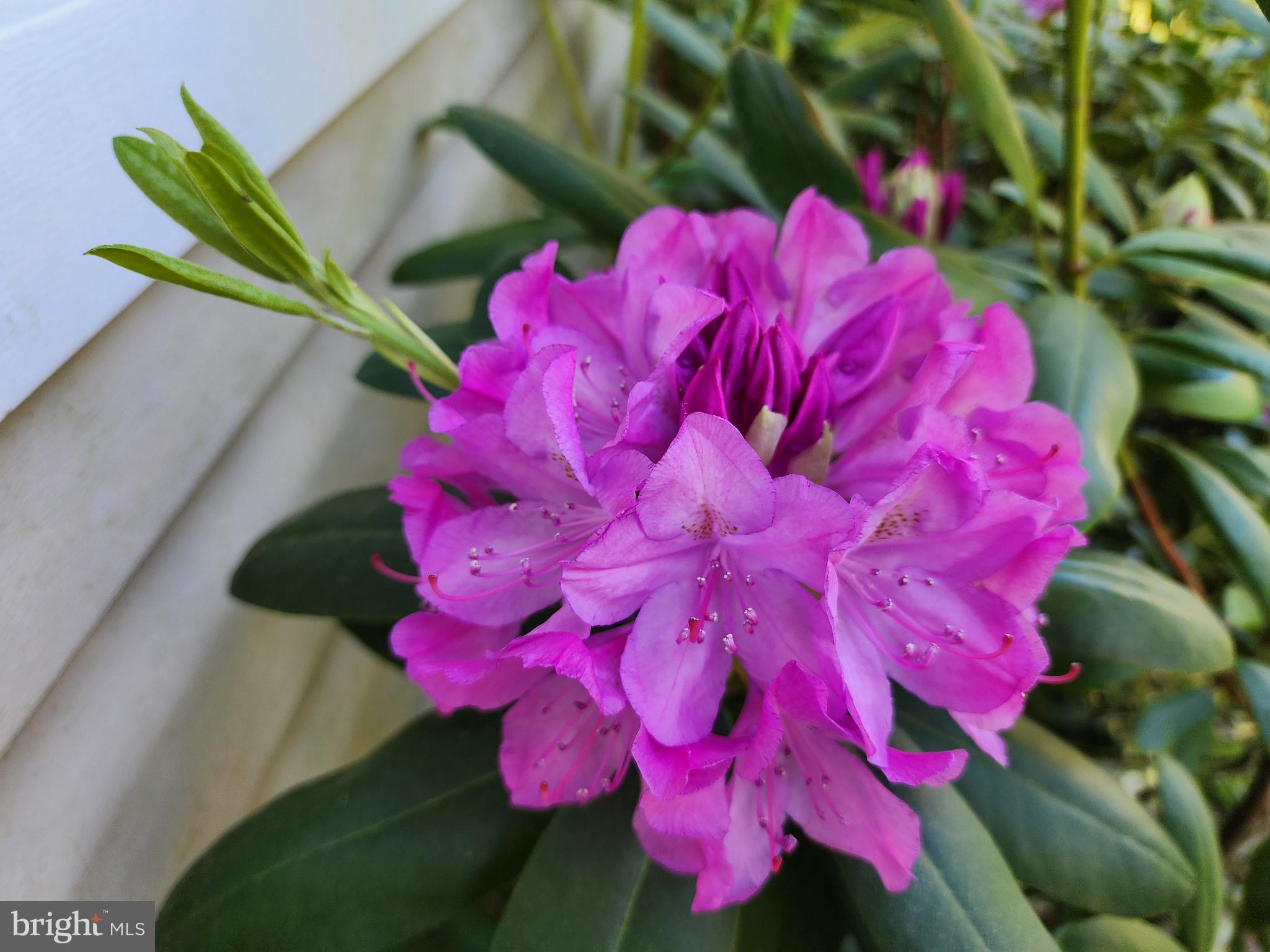 CLASSIC SHORES - Residential