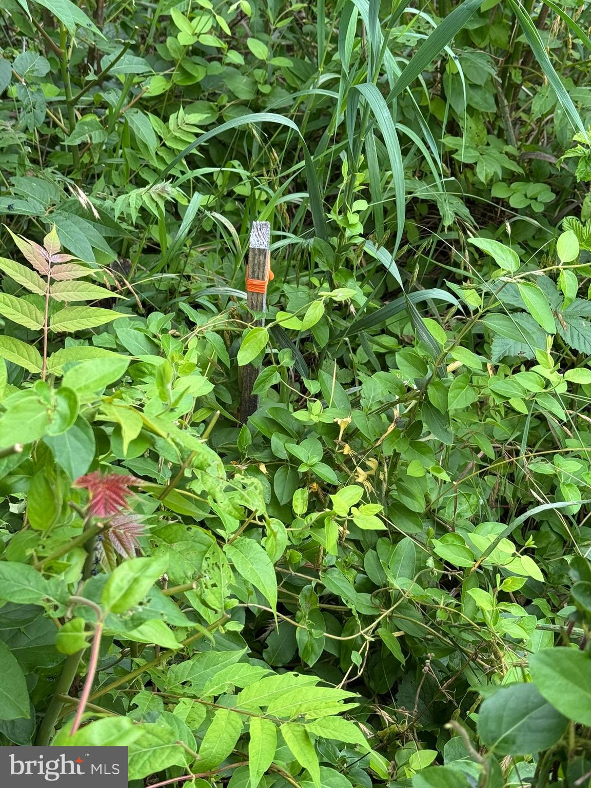 MIDDLETOWN HEIGHTS - Land