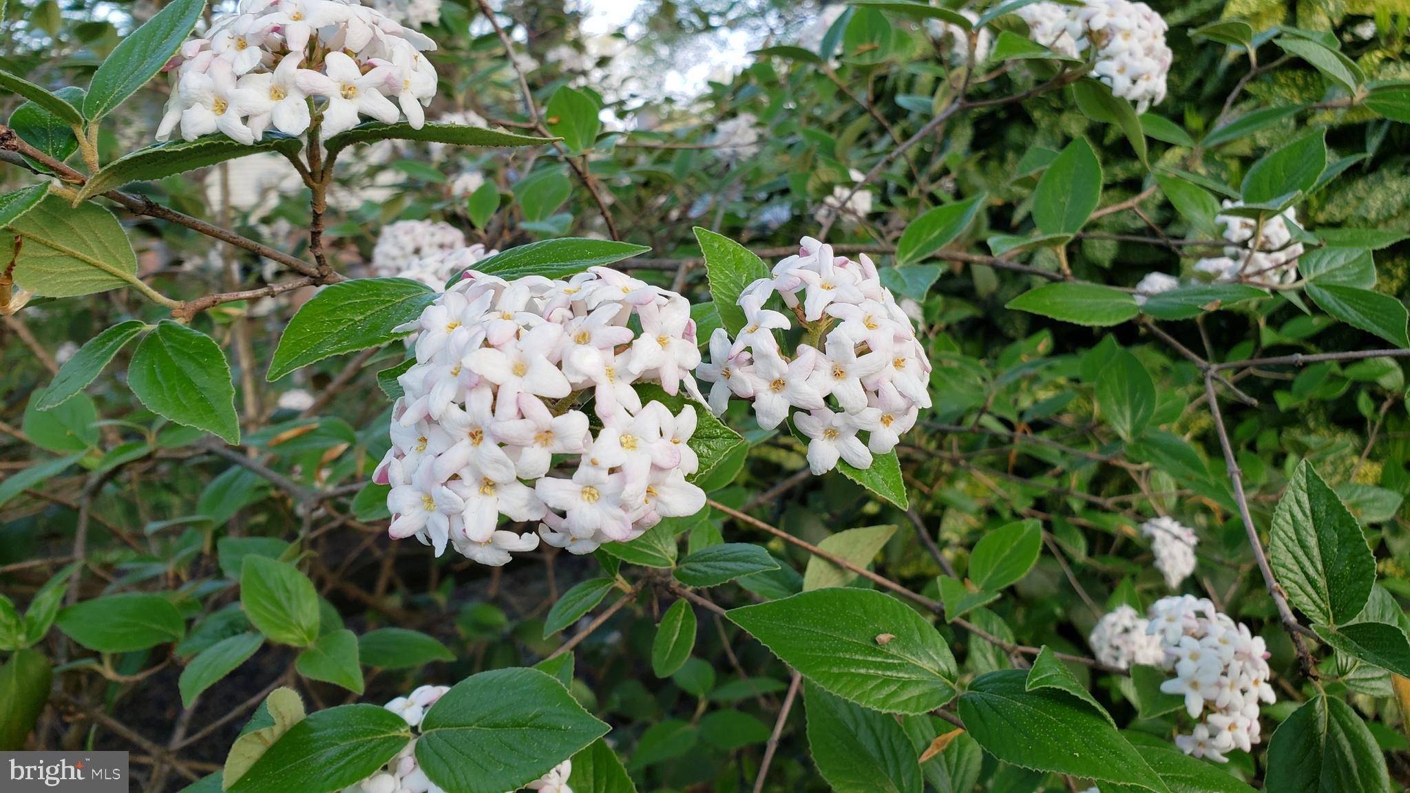 VILLA D ESTE - Residential