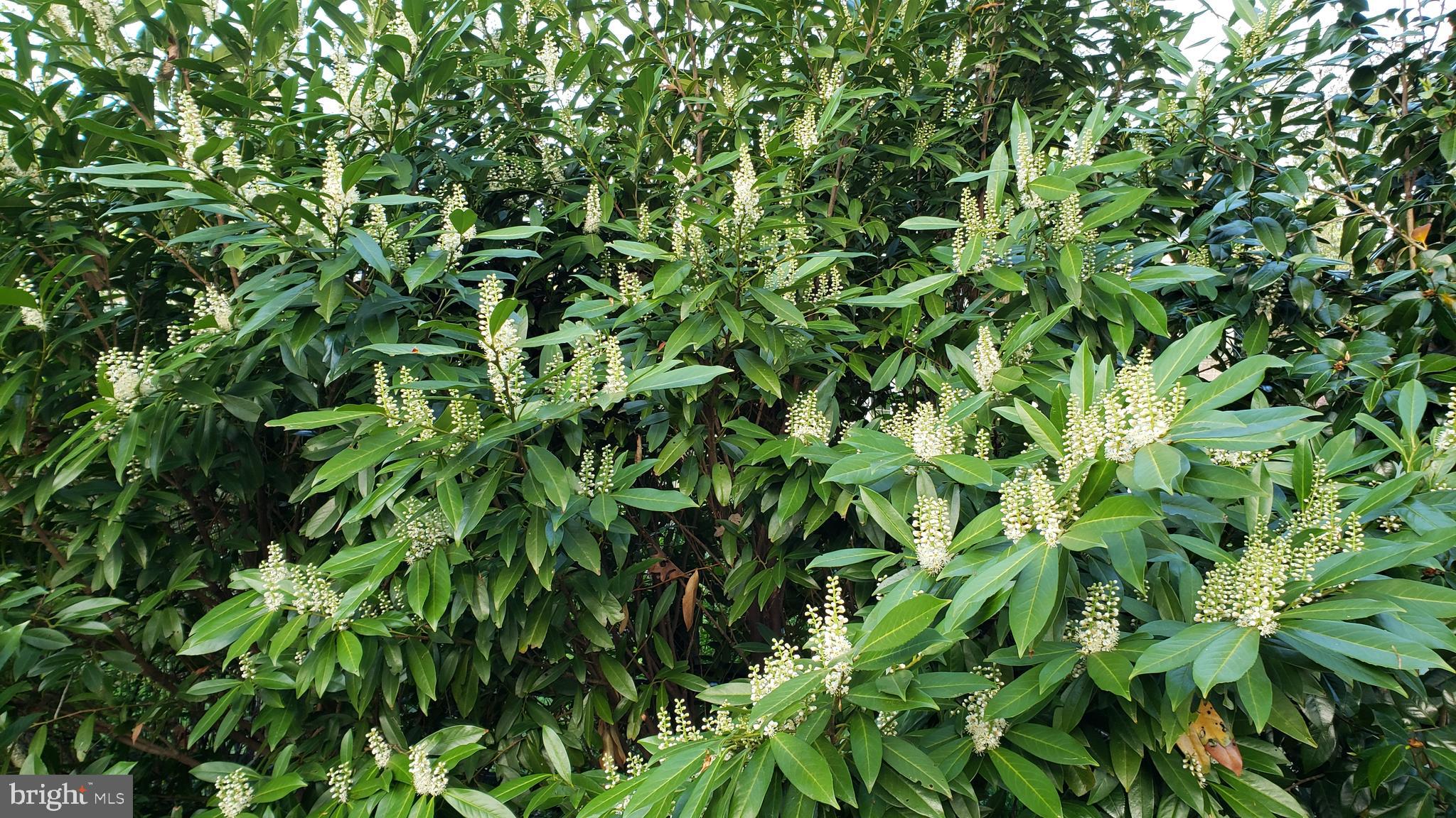 VILLA D ESTE - Residential