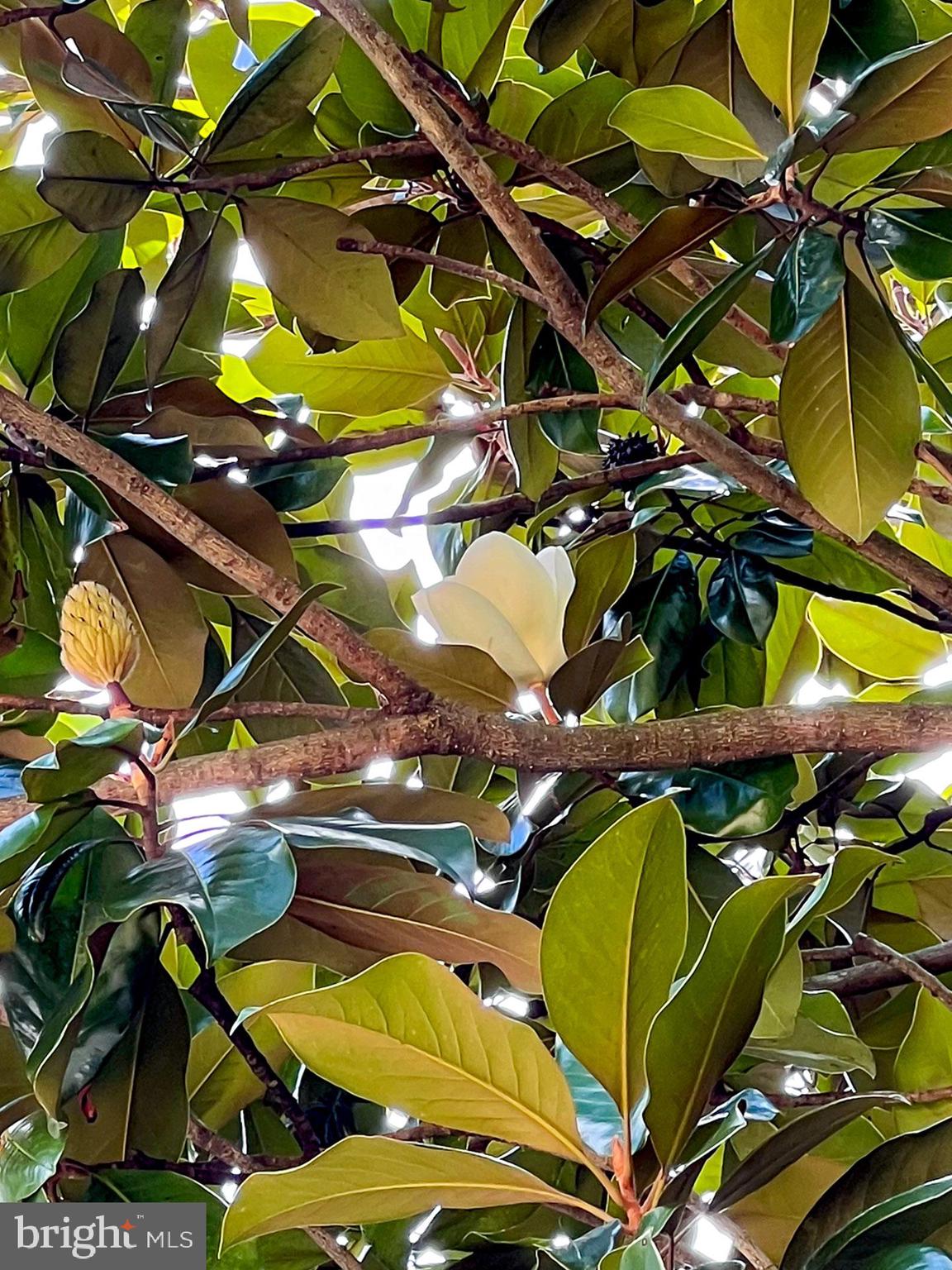 VILLA D ESTE - Residential