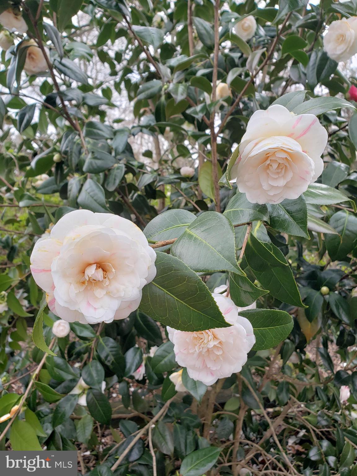 VILLA D ESTE - Residential