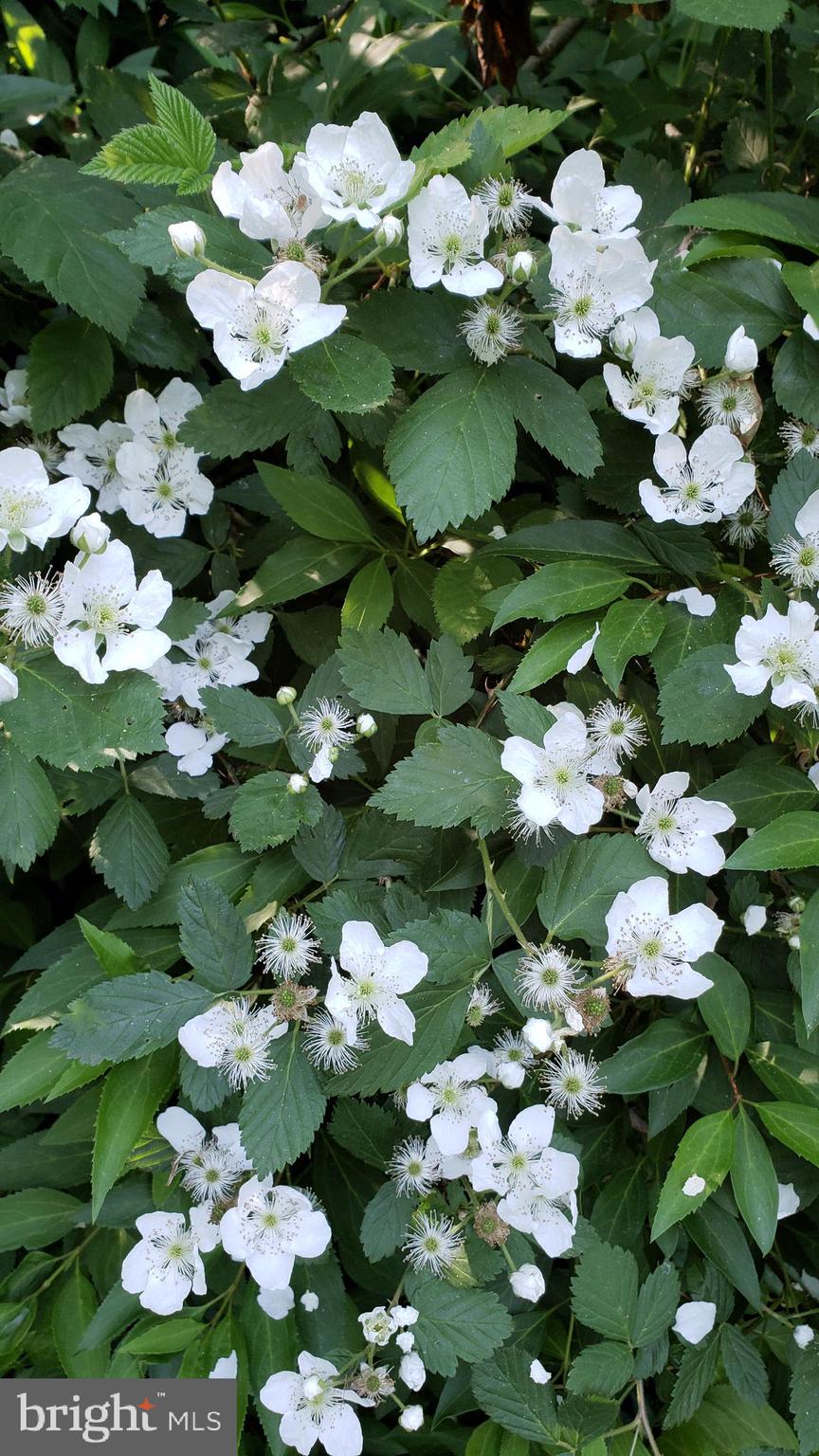 VILLA D ESTE - Residential