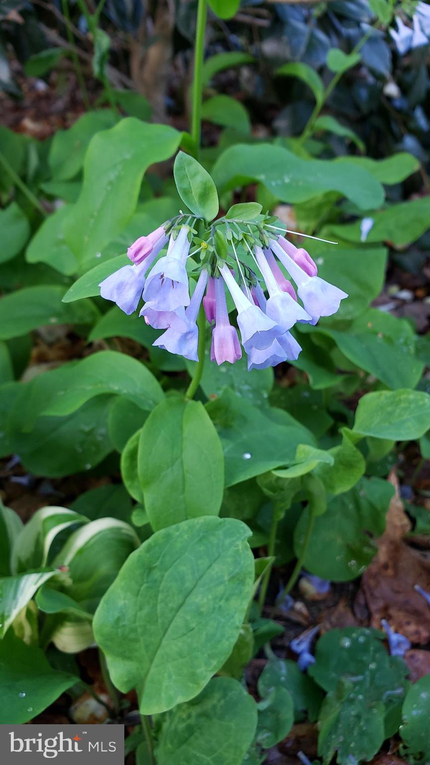 VILLA D ESTE - Residential