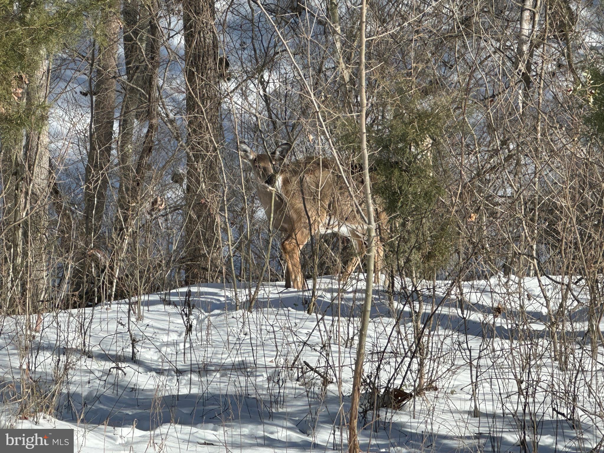 BLUFFS ON THE POTOMAC - Land
