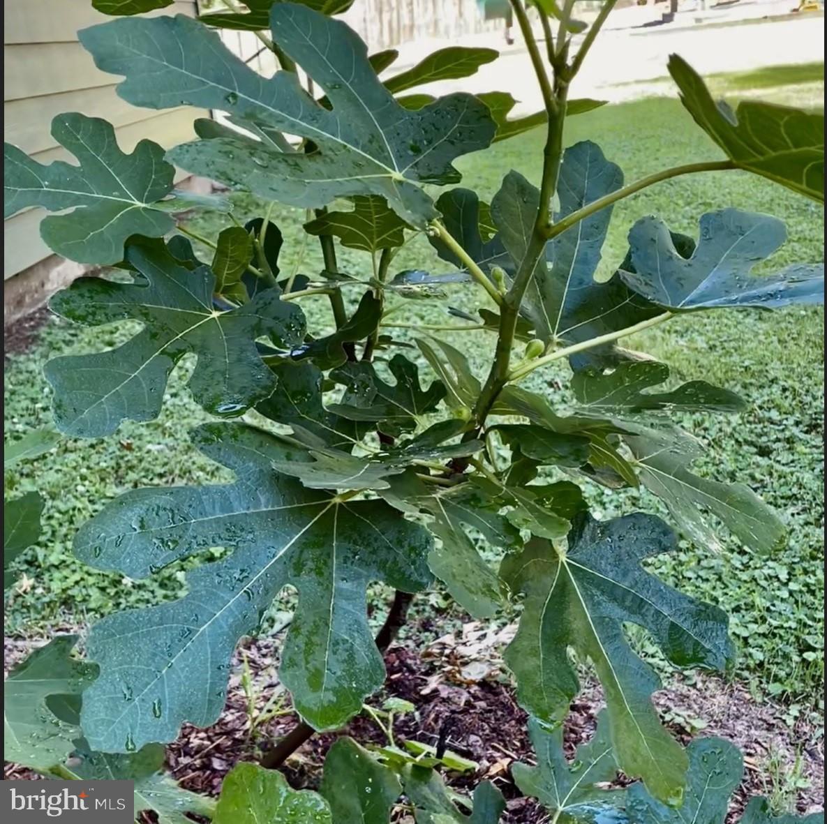 LEE MEADOWS - Residential