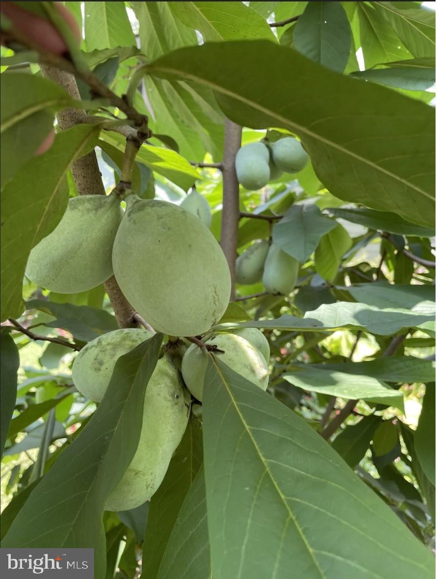 LEE MEADOWS - Residential