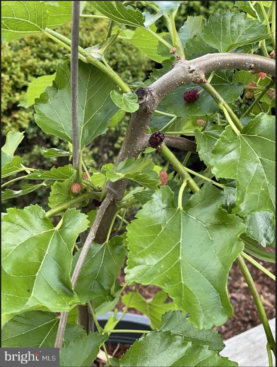 LEE MEADOWS - Residential