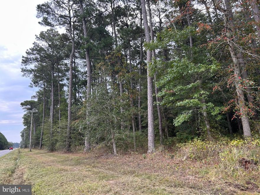 Gorgeous wooded location with great potential for homesite. Excellent location for hunting! Wildlife abounds in this secluded woodlands. Opportunity for timbering trees as well - history of logging done in the past.