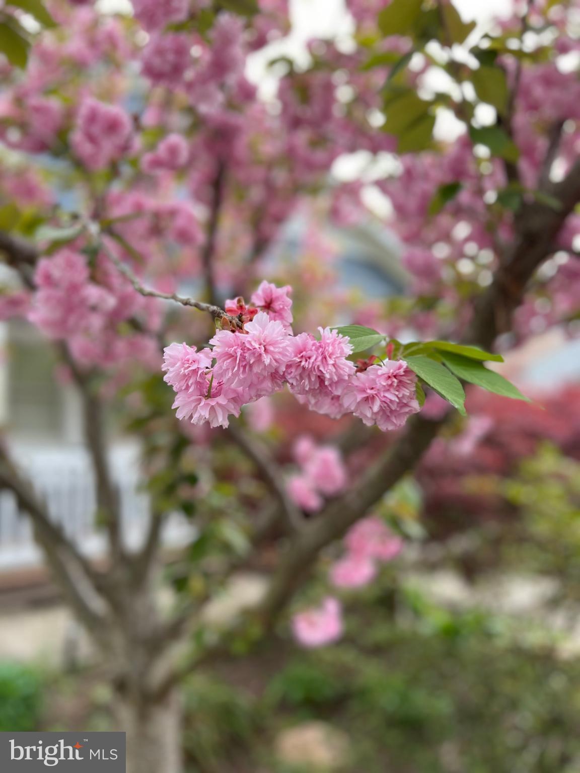 CABIN JOHN GARDENS - Residential