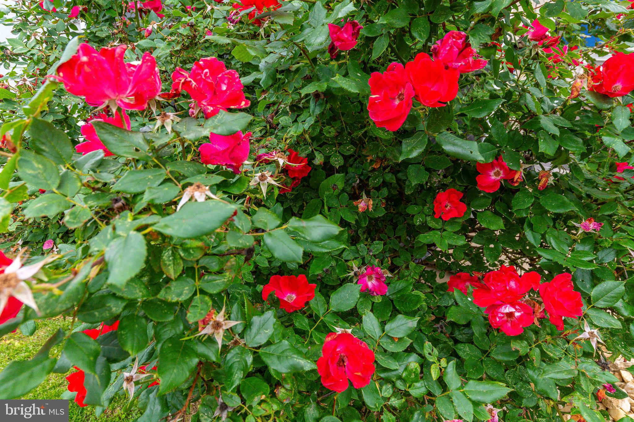 LEVITTOWN - Residential