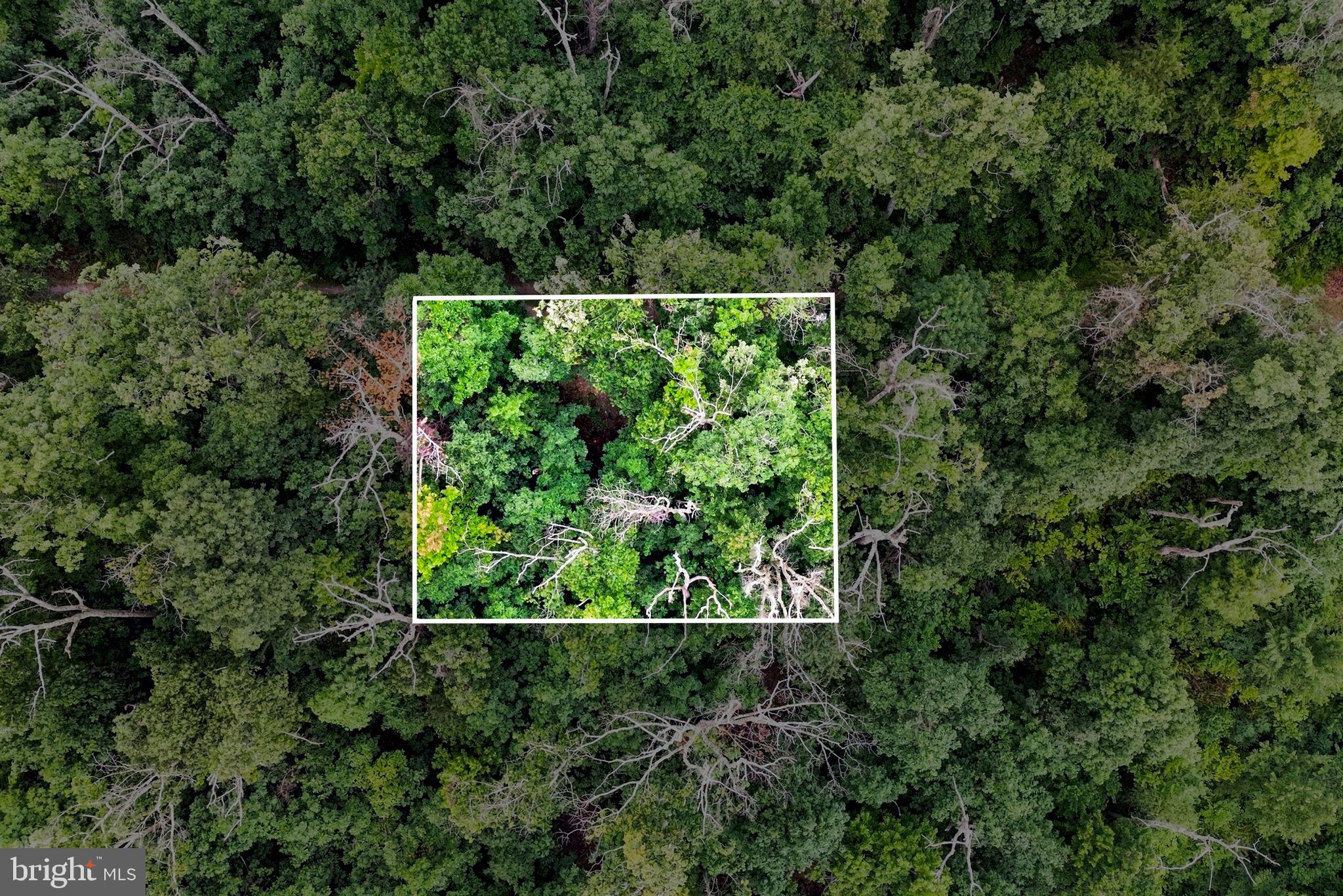 Lot 4 SALTLICK TRAIL