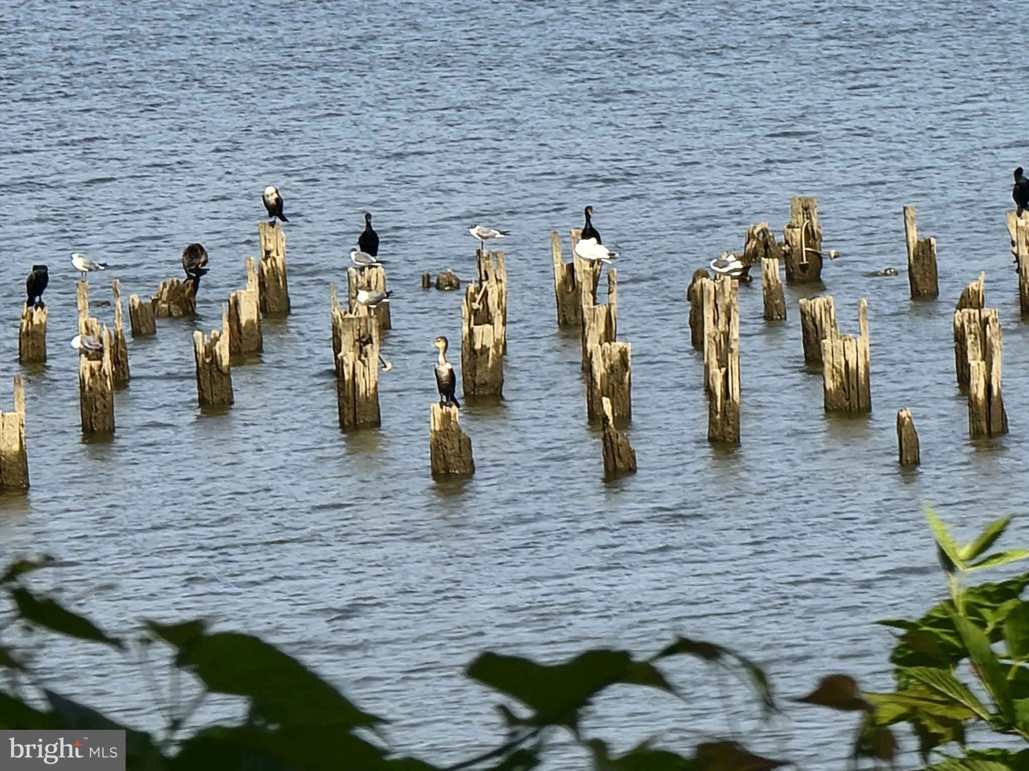 WAYNEWOOD - Residential