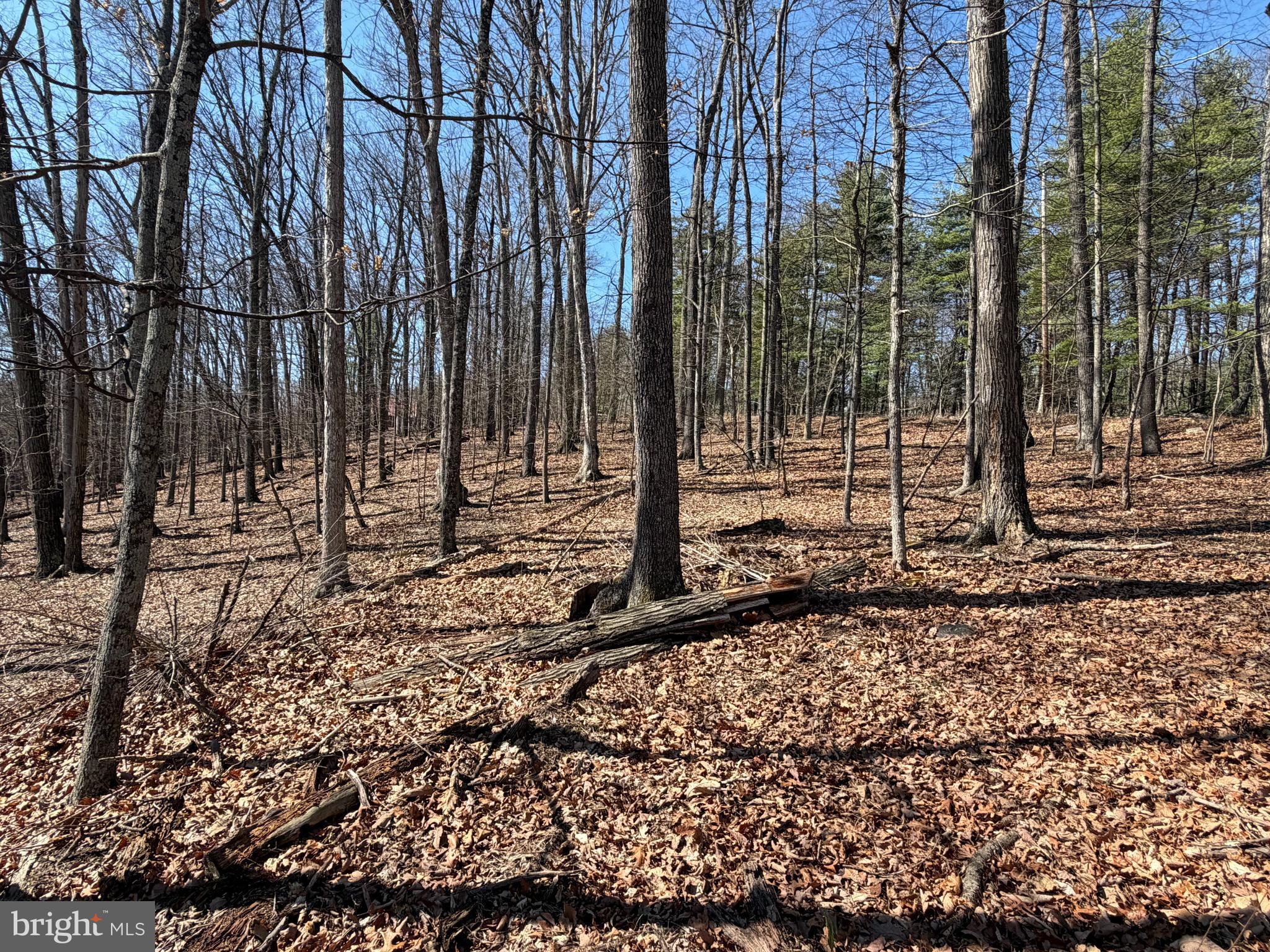 CACAPON RIVER RAPIDS - Land