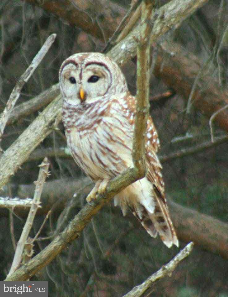 BLUFFS ON THE POTOMAC - Residential