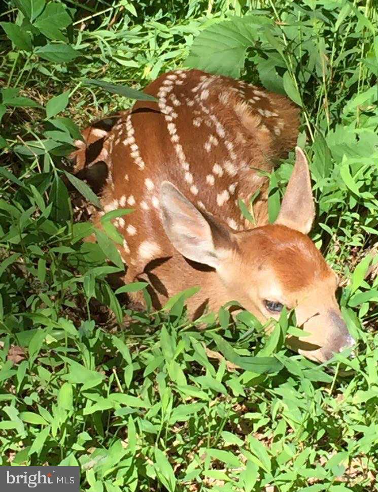 BLUFFS ON THE POTOMAC - Residential