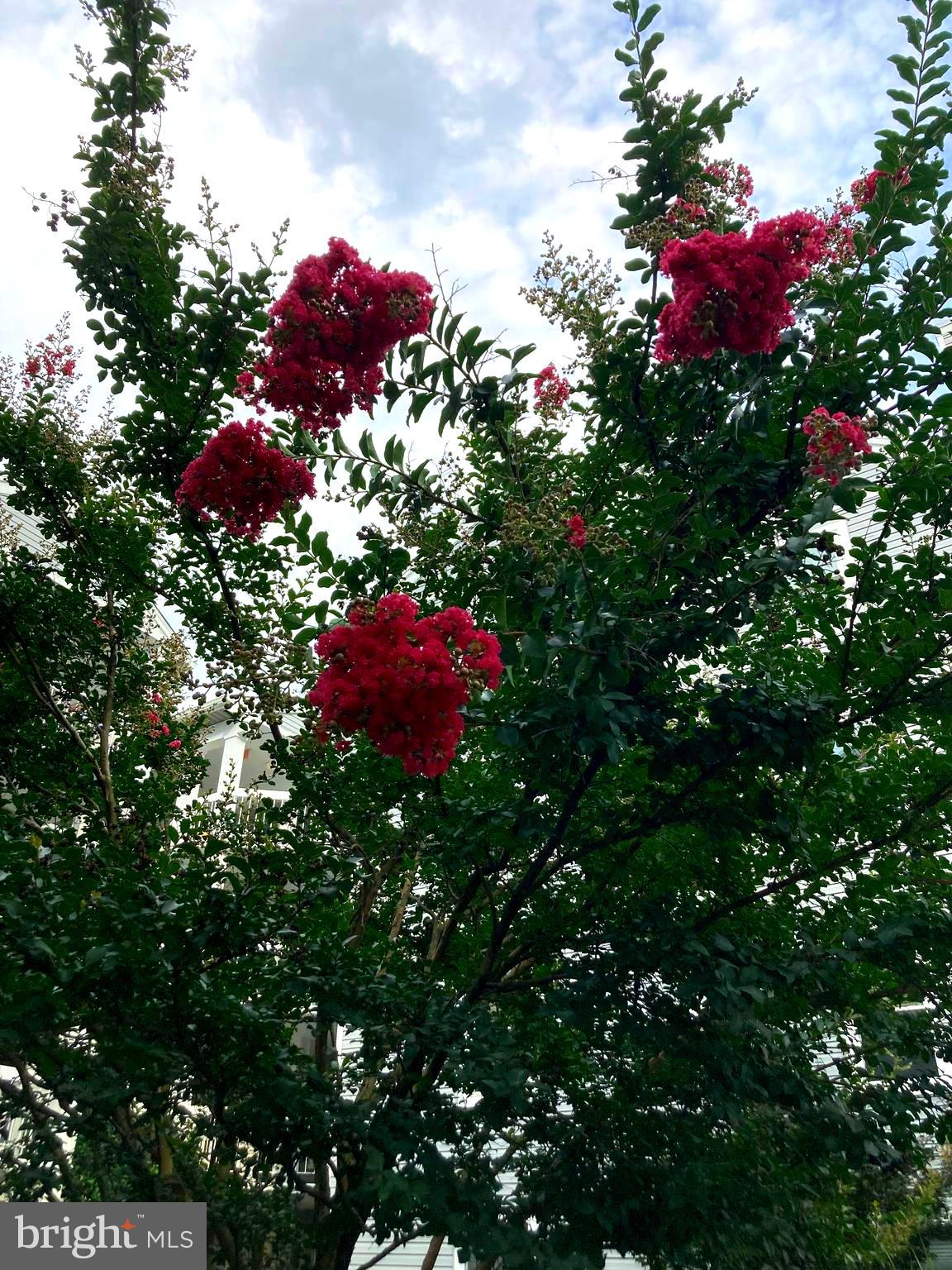 FOUR WINDS AT OAKTON - Residential