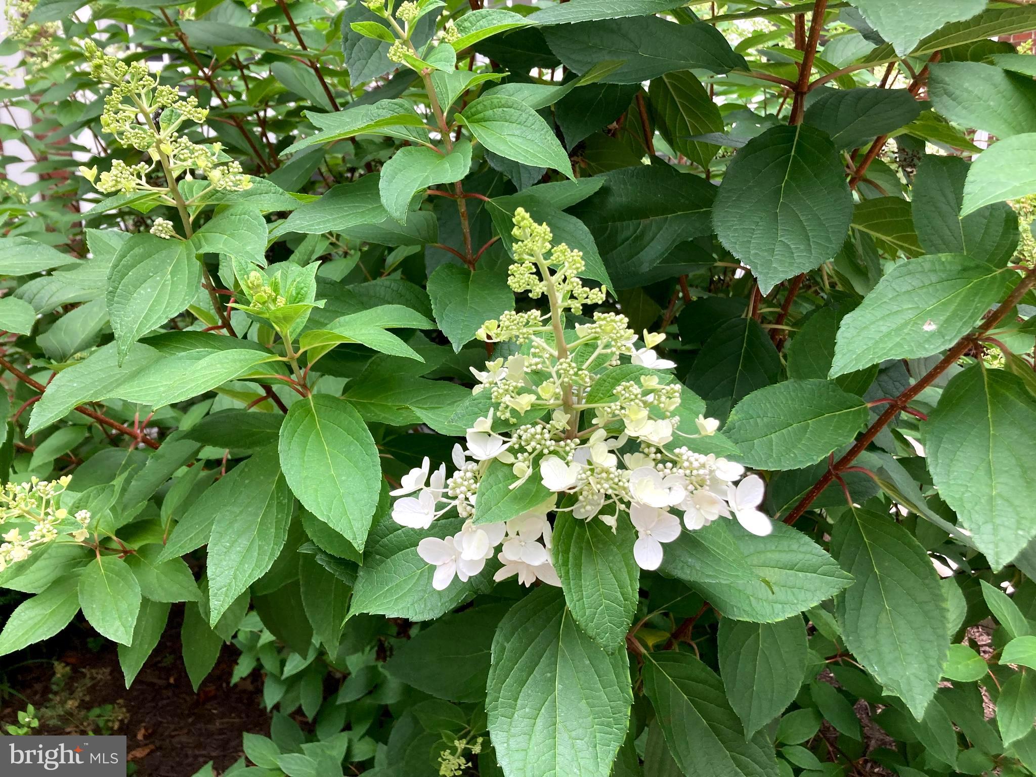 FOUR WINDS AT OAKTON - Residential