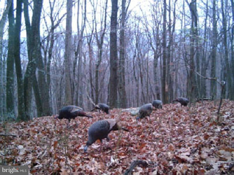 NONE AVAILABLE - Land