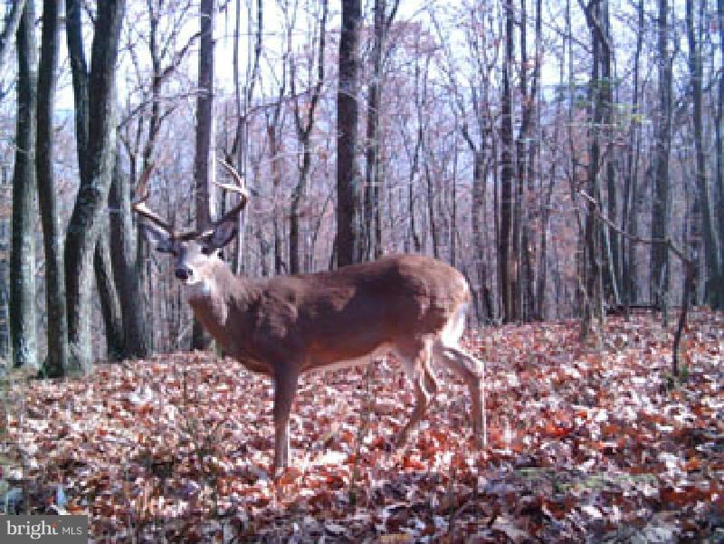 NONE AVAILABLE - Land