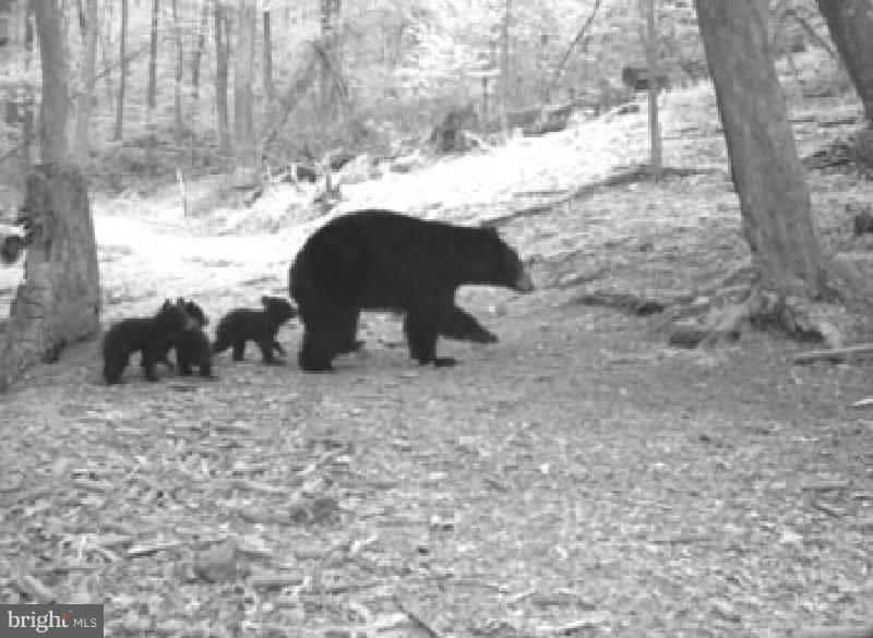 NONE AVAILABLE - Land