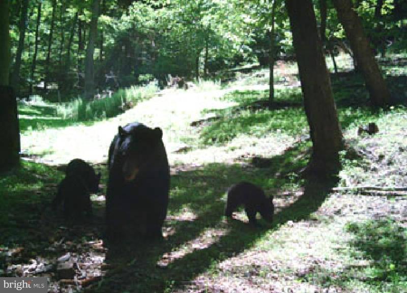 NONE AVAILABLE - Land