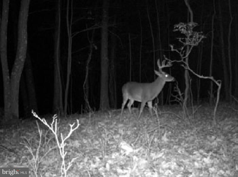 NONE AVAILABLE - Land