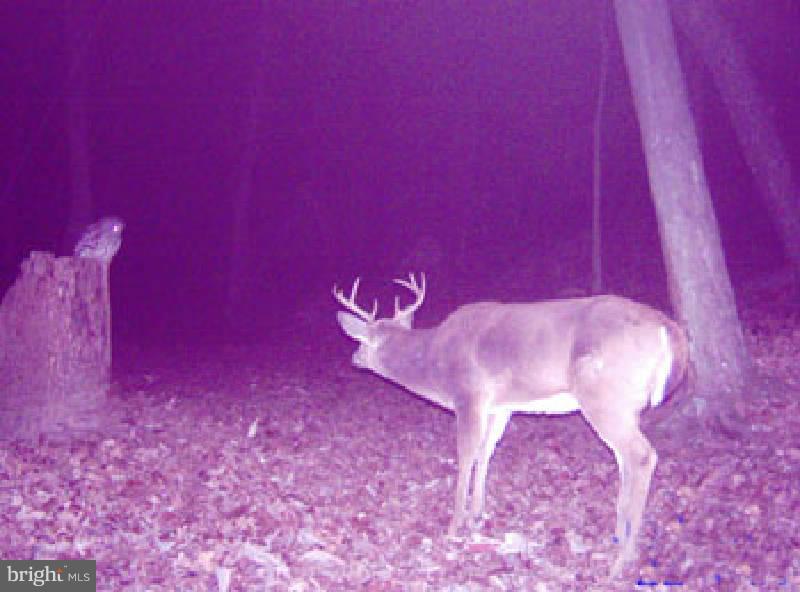 NONE AVAILABLE - Land