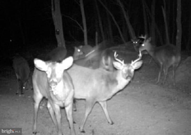 NONE AVAILABLE - Land