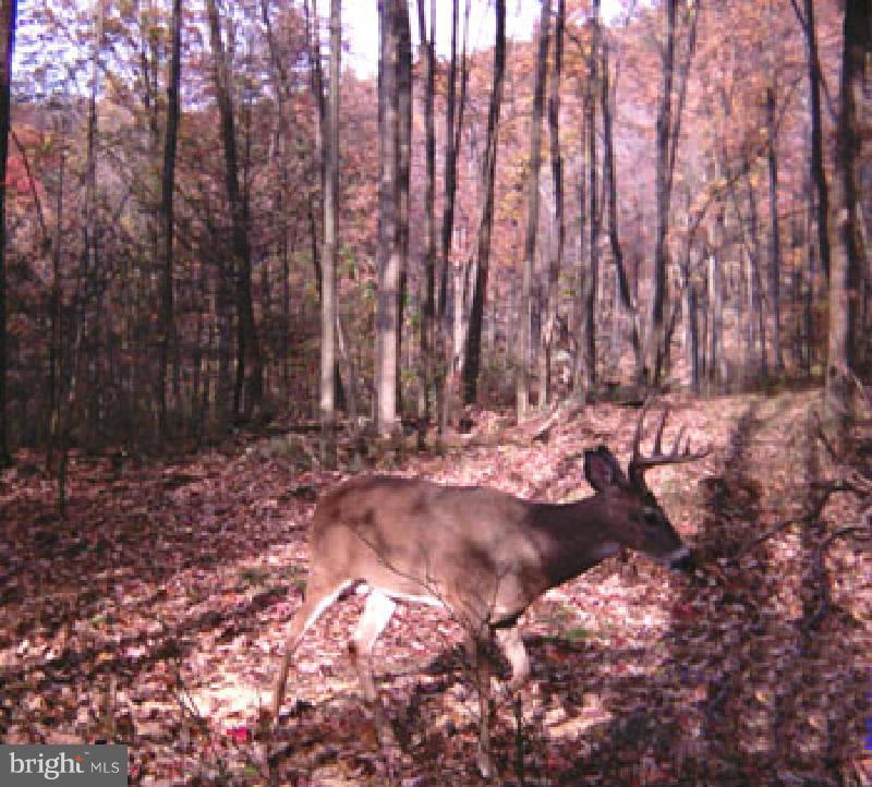 NONE AVAILABLE - Land