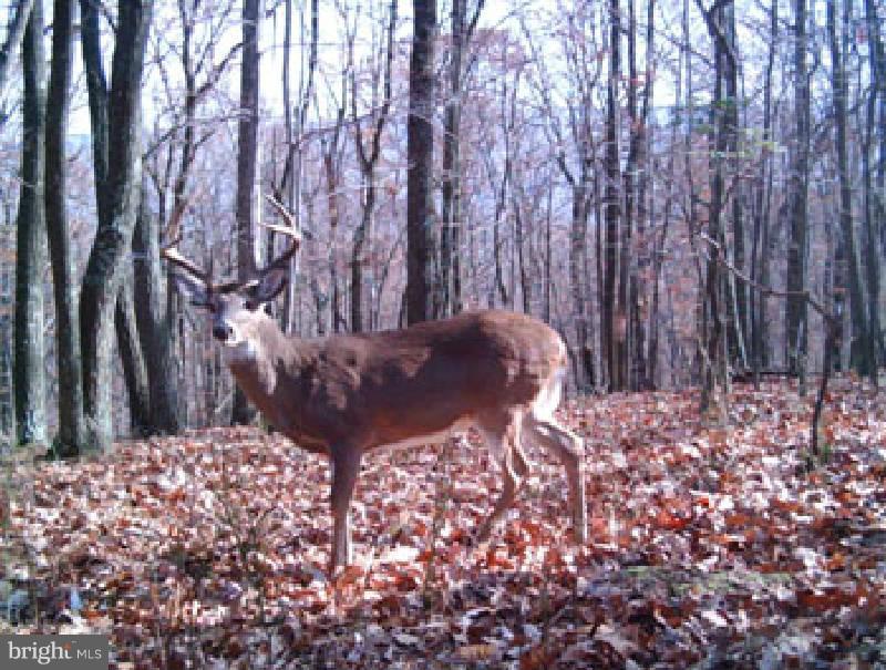 NONE AVAILABLE - Land